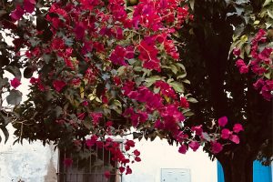calle-de-castellar-con-buganvilla-para-destinos-de-eventos-absolutos-jerez